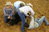 Cowboys roping a calf during the Okee Ranch rodeo.