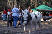 Mule who pulls for a sugar cane grinder at Rural Folklife Days - White Springs, Florida.