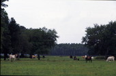 Cattle grazing in a field near Kissimmee - Osceola County, Florida.