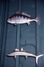 Stuffed black grouper and wahoo on the wall - Everglades City, Florida.