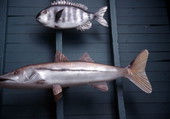 Stuffed snook and another fish on the wall - Everglades City, Florida.