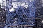 Wire stone crab trap - Everglades City, Florida.