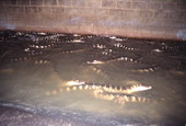 Two year old alligators at Kelvin Townsend's farm - LaBelle, Florida.