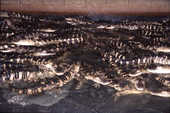 Alligators at Kelvin Townsend's farm - LaBelle, Florida.