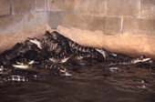 Alligators at Kelvin Townsend's farm - LaBelle, Florida.