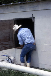 Kelvin Townsend retrieving an alligator - LaBelle, Florida.