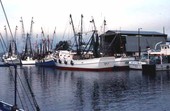 Shrimp boats at docks - Tarpon Springs, Florida