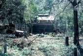 Building and pine forest at Morningside Nature Center- Gainesville, Florida