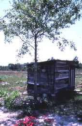 Shed at Queenie Udell's- White Springs, Florida