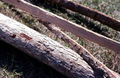 View of white oak and strips made by Lucreaty Clark for basket making
