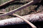 Strips of white oak that Lucreaty Clark will use to make baskets