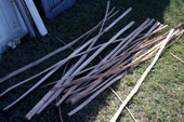 Strips of white oak gathered by Lucreaty Clark for basket making