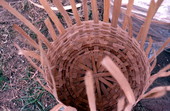 White oak basket being woven by Lucreaty Clark