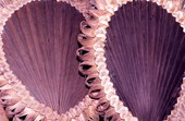 Palmetto and palm crafts made by Pearlie Gates- Tampa, Florida