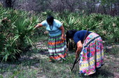 Claudia C. John helping her mother Mary B. Billie look for palmetto fibers to make dolls - Big Cypress Reservation, Florida