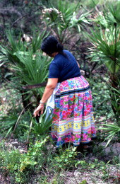 Mary B. Billie hacking away plants to get at palmetto fibers for dollmaking - Big Cypress Reservation, Florida