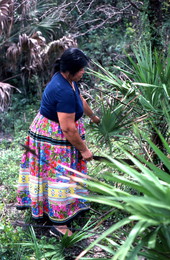 Mary Billie gathering palmettos - Big Cypress Seminole Indian Reservation