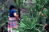 Mary B. Billie cutting sabal to get at palmetto fibers for dollmaking - Big Cypress Reservation, Florida