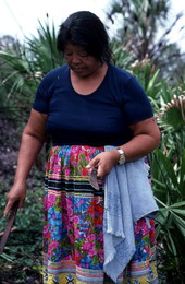 Mary B. Billie getting ready to harvest palmetto fibers for dollmaking - Big Cypress Reservation, Florida