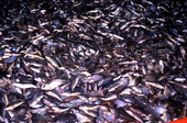 A typical haul from a shrimp net - Fernandina Beach, Florida