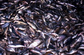 Contents of a shrimping net - Fernandina Beach, Florida