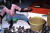Shrimper on the "Capt. Daddy" sorting his catch - Fernandina Beach, Florida