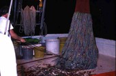 David Cook emptying net aboard his shrimp boat - Fernandina Beach, Florida
