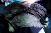 Tobacco leaves being sorted by Mrs. Rafael Martinez for cigars - Miami, Florida.
