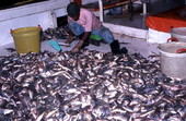 Shrimper sorting his catch - Fernandina Beach, Florida