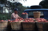 Farmer with sweet potatoes in the back of his truck