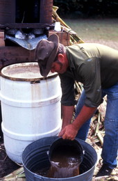 Collecting cane syrup - Orlando, Florida.