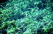 Underwater vegetation, known as "eel grass", as seen through the glass bottom - Wakulla Springs, Florida