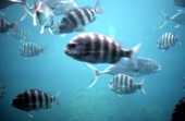 Fish in Homosassa Springs - Homosassa Springs, Florida.