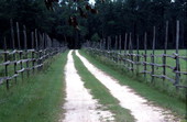Drive leading to Oliver Hunter's house - White Springs, Florida.