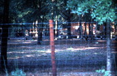 Fighting cock yard on Booker T. Comb Road - Columbia County, Florida.