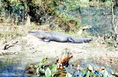 Alligator at Wakulla Springs - Wakulla Springs, Florida