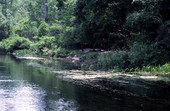 Alligators at Wakulla Springs - Wakulla Springs, Florida
