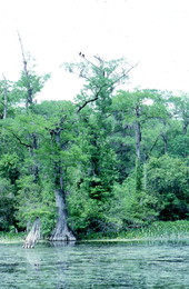 Trees and flora at Wakulla Springs - Wakulla Springs, Florida