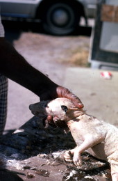 Cleaning an opossum for cooking - Tampa, Florida.