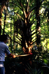 Ralph O'Brien cutting down a cabbage palm to make swamp cabbage - Tampa, Florida.