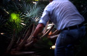 Cutting down a cabbage palm, which is used to make swamp cabbage - Tampa, Florida.
