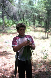 Boy harvesting palmettos - Tampa, Florida.