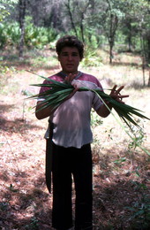 Boy harvesting palmettos - Tampa, Florida.