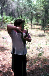 Boy harvesting palmettos - Tampa, Florida.