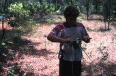 Boy harvesting palmettos - Tampa, Florida.