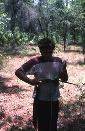Boy harvesting palmettos - Tampa, Florida.