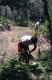 Young man harvesting palmettos - Tampa, Florida.