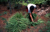 Young man harvesting palmettos - Tampa, Florida.