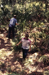 Men harvesting palmettos - Tampa, Florida.