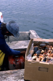 Willie McCain getting ready to go blue crabbing - Tampa, Florida.